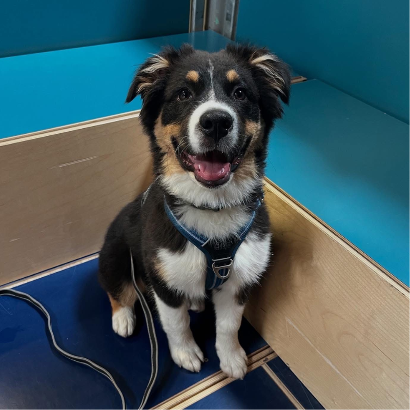 Onsdagshold - Hvalpe/Begynder