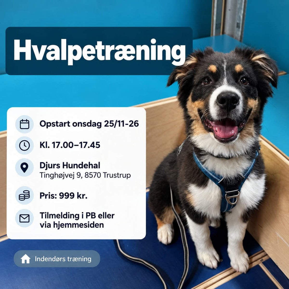 Onsdagshold - Hvalpe/Begynder - INDENDØRS