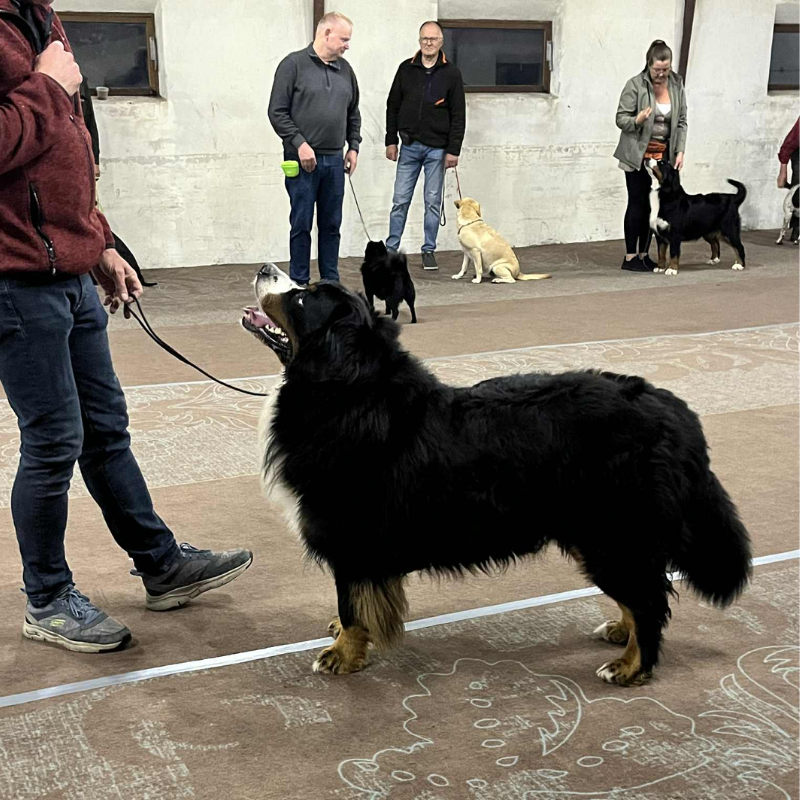 Ringtræning Djursland - JANUAR