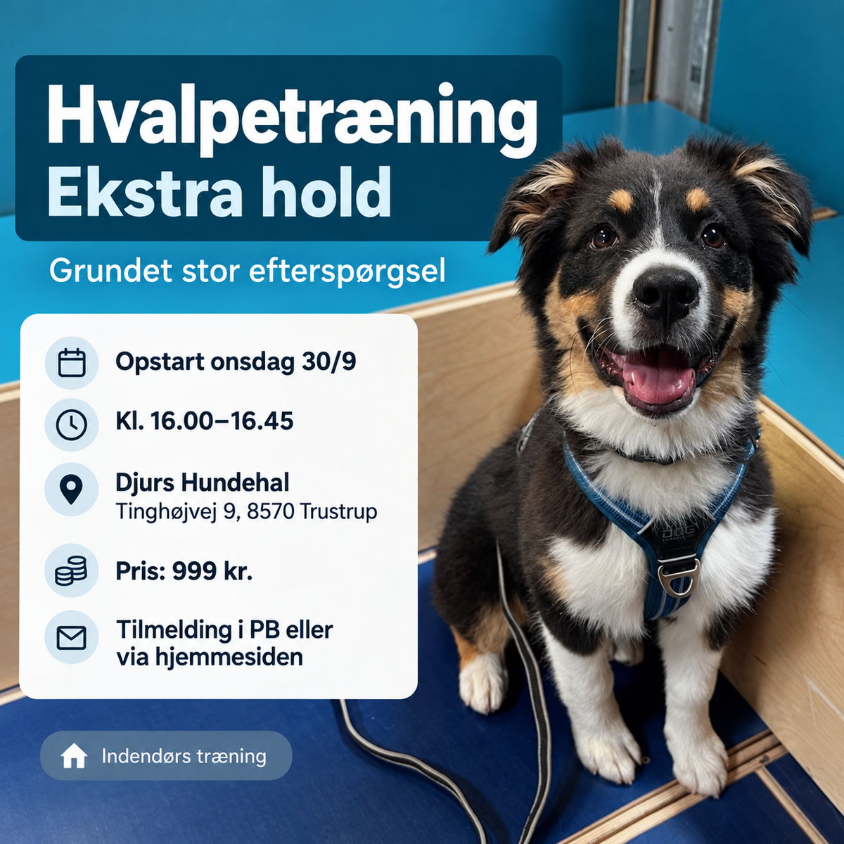 Ekstra Hvalpe/Begynder hold - INDENDØRS