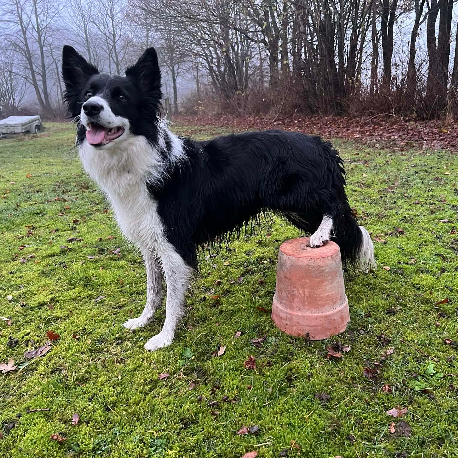 Færdighedsprøve kursus v/ Trine Sartou