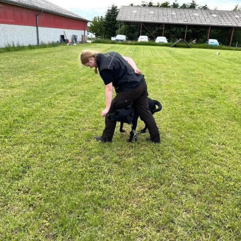 Mandagshold - Hunde over 6 måneder